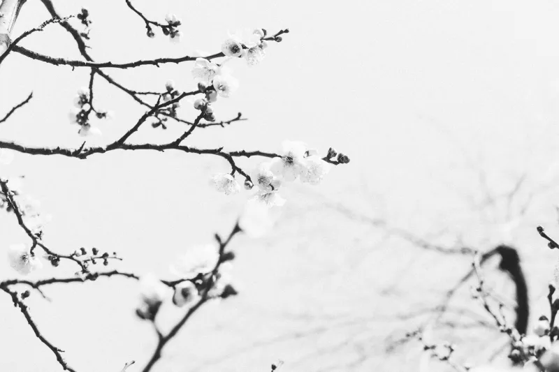 The Cell Block Canvas: How a Lifer's Accident Became Art History