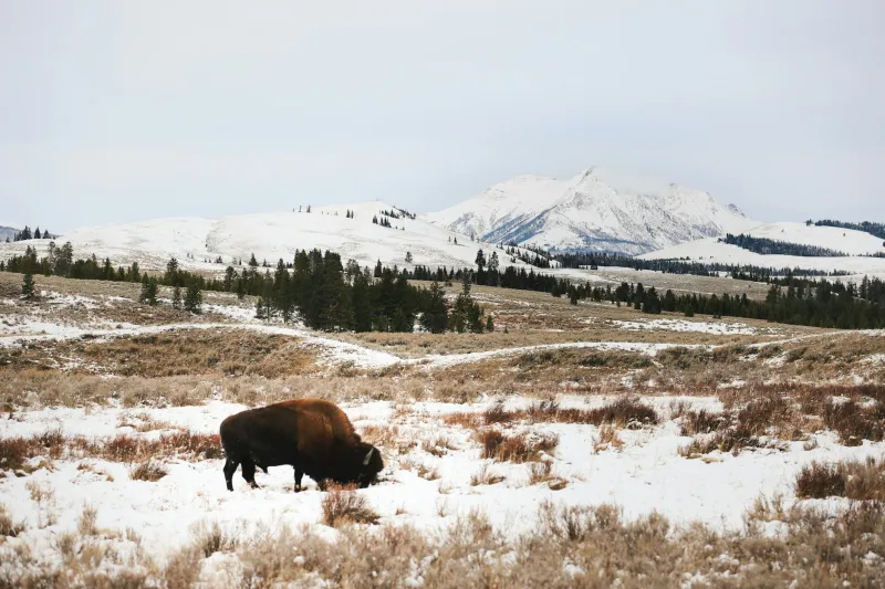 The Dropout Who Drew the Map: How a College Runaway Became the Architect of America's National Park System